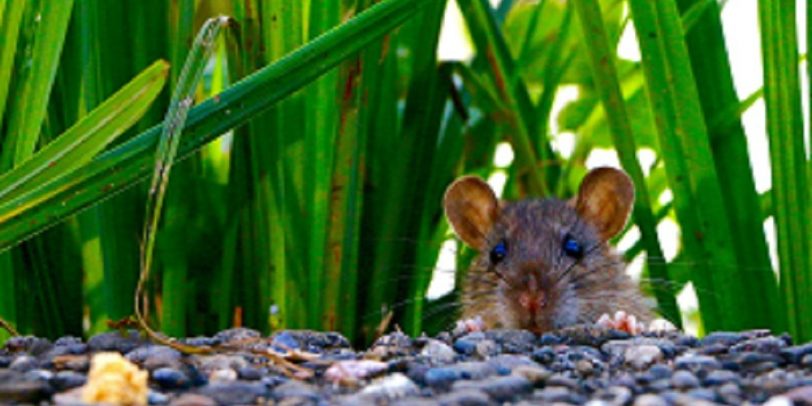Rodent Control - Croach - Kirkland, WA - Brown Mouse - Mice in tall grass