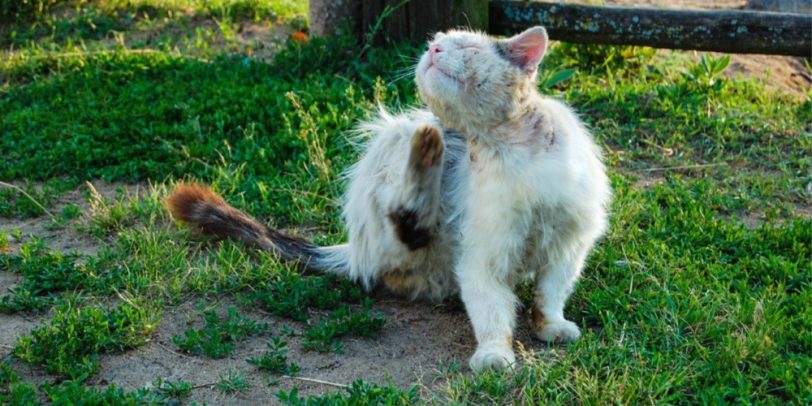 Flea Control - Croach - Kirkland, WA - Flea Infestations - White Cat Scratching Himself