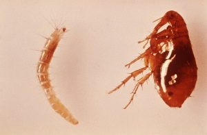 Pest Prevention - Croach - Kirkland, WA - Flea Infestations - Flea and Flea Larva