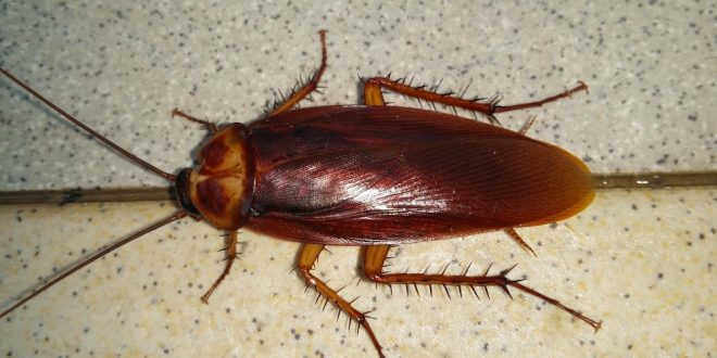 Pest Control for Roaches - Croach - Kirkland, WA - Close up of Cockroach on Counter