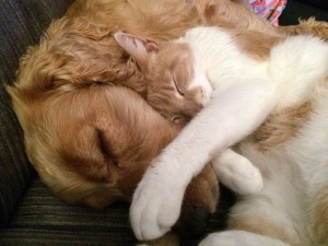 Flea Infestation Control - Pest Control - Croach - Kirkland, WA - Dog and cat sleeping together