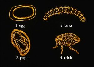 Flea Infestations Pest Control - Croach - Kirkland, WA - Chart of Flea Life Cycle