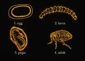 Flea Infestation Pest Control - Croach - Kirkland, WA - Chart of Flea Life Cycle