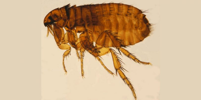 Pest Control for Flea Infestation - Croach - Kirkland, WA - Closeup of flea