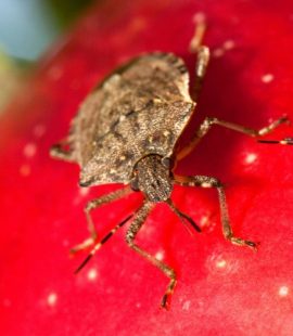 Stink Bug Control - Croach - Kirkland, WA - Stink Bugs on Red Fruit