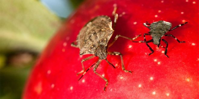 Stink Bug Control - Croach - Kirkland, WA - Stink Bugs on Red Fruit