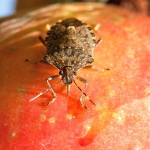 Stink Bug Control - Croach - Seattle, WA - Stink Bug on Orange Fruit