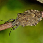 Stink Bug Control - Croach - Seattle, WA - Stink bug on stick