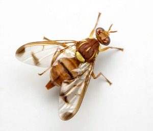 Pest Control - Croach - Seattle, WA - Fruit Flies - Fly on white background