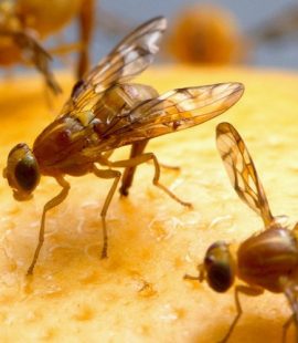 Pest Control - Croach - Seattle, WA - Fruit flies on orange