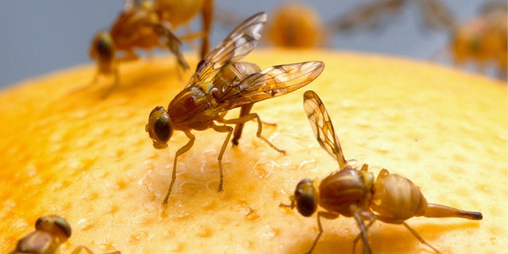 https://croach.com/wp-content/uploads/2015/08/Pest-Control-Croach-Seattle-WA-Fruit-flies-on-orange-1000x500.jpg