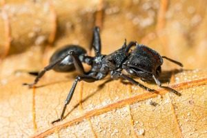 Pest Control Nightmares - Croach - Kirkland, WA - Bullet Ant on Leaf