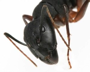Pest Control Nightmares - Croach - Kirkland, WA - Closeup of Ant Head