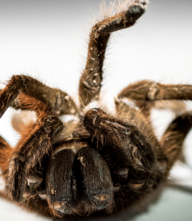 Pest Control Nightmares - Croach - Kirkland, WA - Goliath Bird-eater Tarantula