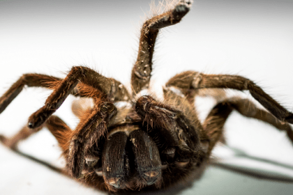 Pest Control Nightmares - Croach - Kirkland, WA - Goliath Bird-eater Tarantula