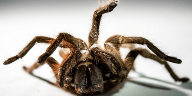 Pest Control Nightmares - Croach - Kirkland, WA - Goliath Bird-eater Tarantula