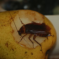 Cockroach Control - Portland, OR - Croach Pest Control