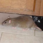 Rodent Control - Seattle, WA - Croach Rats and Mice Extermination Services
