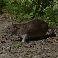 Norway rat in Vancouver, WA - Croach Pest Control