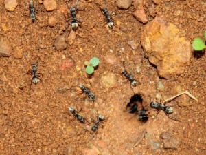 Ant Control - Croach - Kirkland, WA - Amazing Ant Facts - Ants tunneling underground