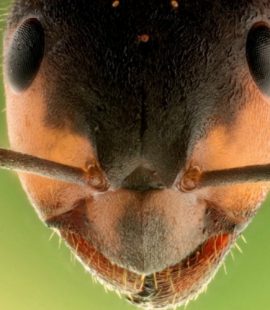 Ant Control - Croach - Kirkland, WA - Ant Facts and Trivia - Ant Face Closeup