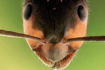 Ant Control - Croach - Kirkland, WA - Ant Facts and Trivia - Ant Face Closeup