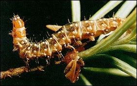 Caterpillar Pest Control - Croach - Kirkland, WA - Western Spruce Budworm on tree branch