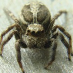 Spider Control - Croach - Kirkland, WA - Close up of Brown Spider