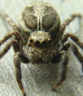 Fall Pest Control - Croach - Kirkland, WA - Close up of Brown Spider