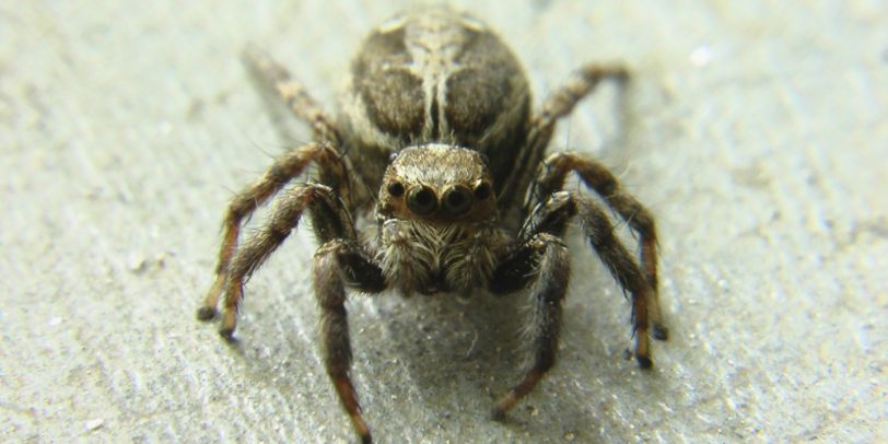 Fall Pest Control - Croach - Kirkland, WA - Close up of Brown Spider