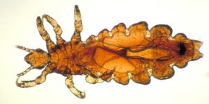 Pest Control Treatment - Croach - Kirkland, WA - Female Head Lice