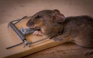 Rodent Control - Croach - Kirkland, WA - Rodent Prevention Checklist - Mouse caught in mousetrap