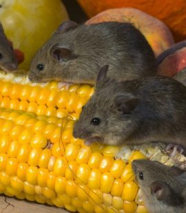 Rodent Prevention Checklist - Croach - Kirkland, WA - Mice eating corn cobs