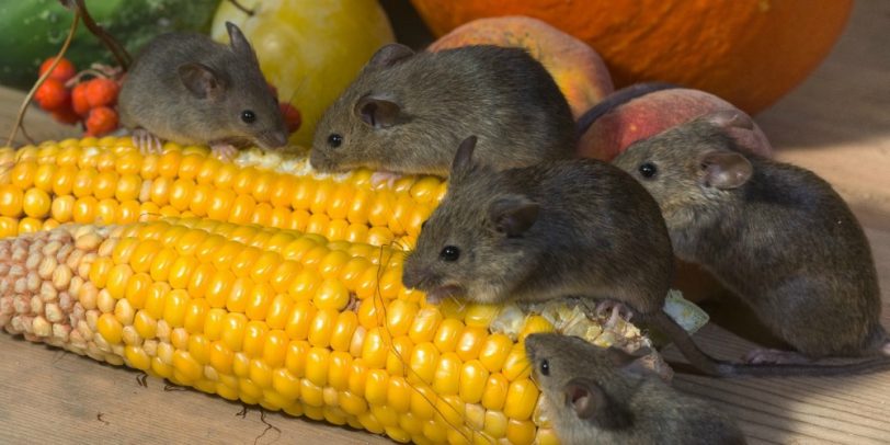 Rodent Prevention Checklist - Croach - Kirkland, WA - Mice eating corn cobs