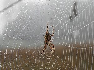 Pest Control - Croach - Fun Spider Facts - Brown Spider in Web