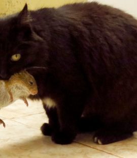 Pest Extermination - Croach Pest Control - Kirkland, WA - Black cat with brown mouse in his mouth