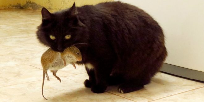 Pest Extermination - Croach Pest Control - Kirkland, WA - Black cat with brown mouse in his mouth