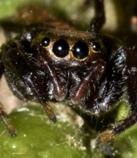 Spider Control - Seattle, WA - Fun Spider Facts - Closeup of spider