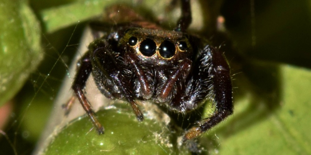 3 Venomous Spiders to Keep Out of Your Home in Spokane, WA