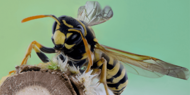 Stinging Insects - Croach - Mt Vernon, WA - Closeup of Hornet Yellow Jacket