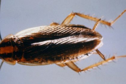 Cockroach Infestation Pest Control - Croach - Kirkland, WA - Closeup of Cockroach