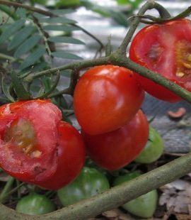 Garden Tomato Pests - How to Identify, Prevent, Eliminate - Croach 1000x500