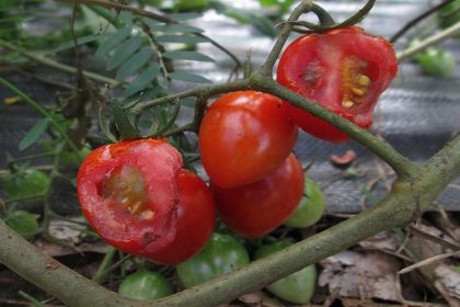 Garden Tomato Pests - How to Identify, Prevent, Eliminate - Croach 1000x500