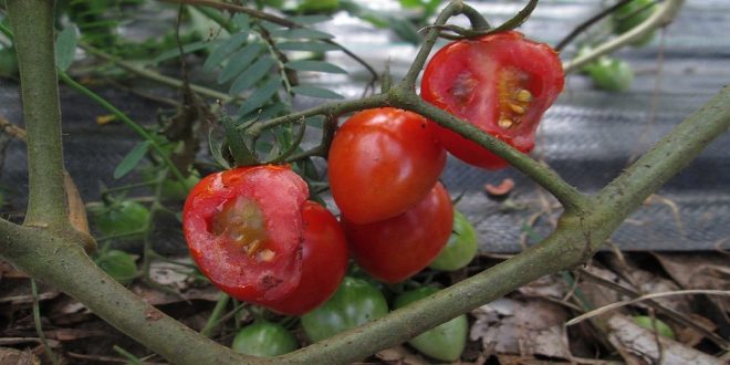 Garden Tomato Pests - How to Identify, Prevent, Eliminate - Croach 1000x500