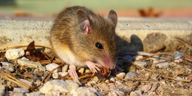 Arizona Mouse Control - Croach - Kirkland, WA - Rodents in the House - Brown mouse eating nut