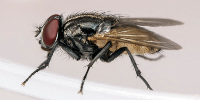 Getting Rid of Flies - Croach - Seattle, WA - House Fly