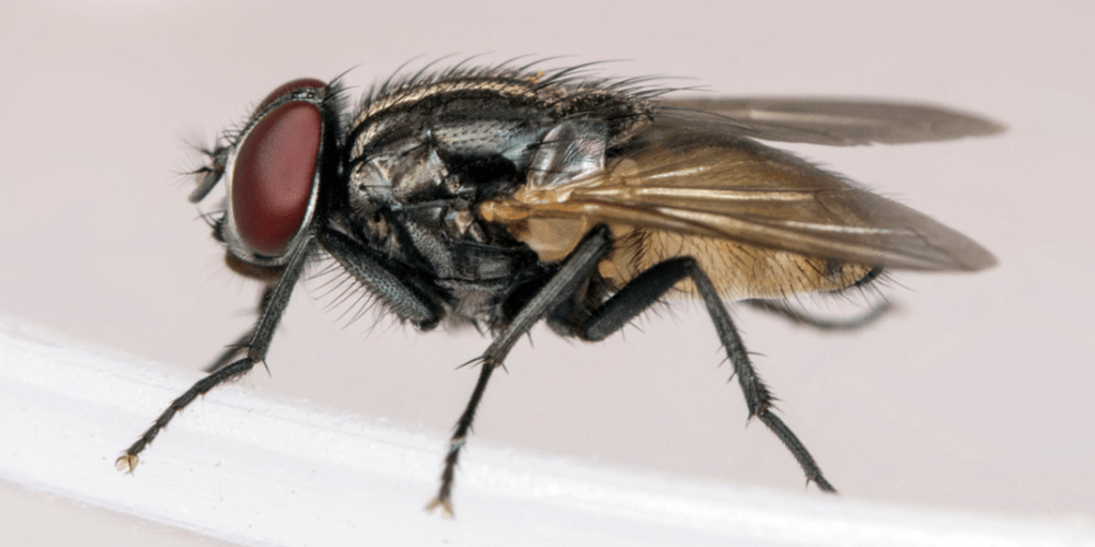 How to Get Rid of Flies in the House