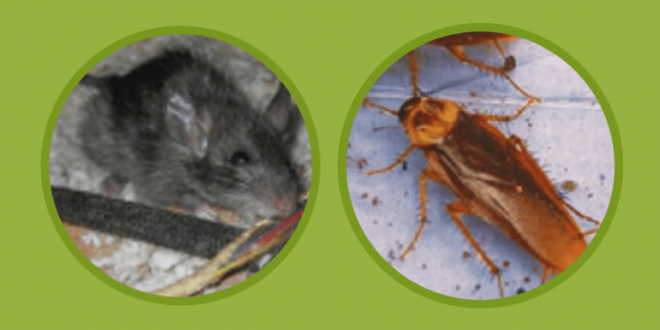 Getting Rid of Flies in Your House: Croach Pest Control Blog