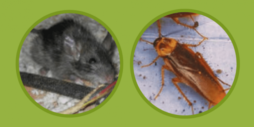 Mice and Cockroaches - Pest Control - Croach - Denver, CO