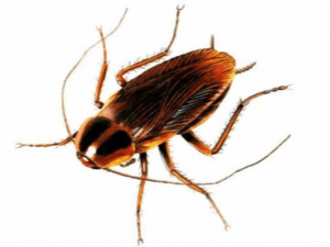 Pest Control - Cockroach Infestation - Croach - Seattle, WA - Closeup of Cockroach